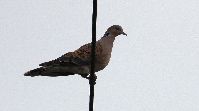 Streptopelia orientalis 5