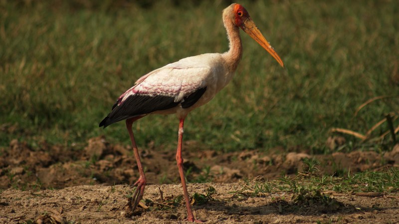 Mycteria ibis 4