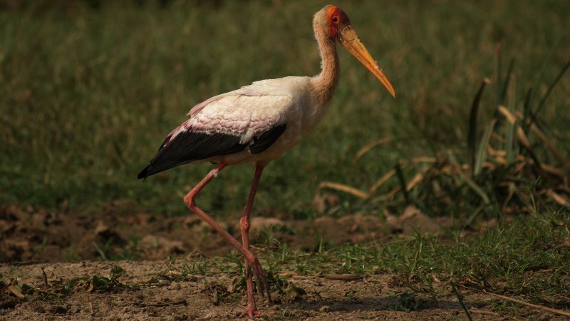 Mycteria ibis 5