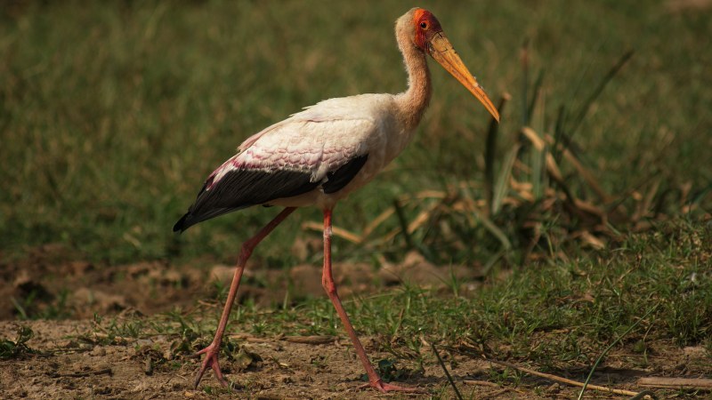 Mycteria ibis 6