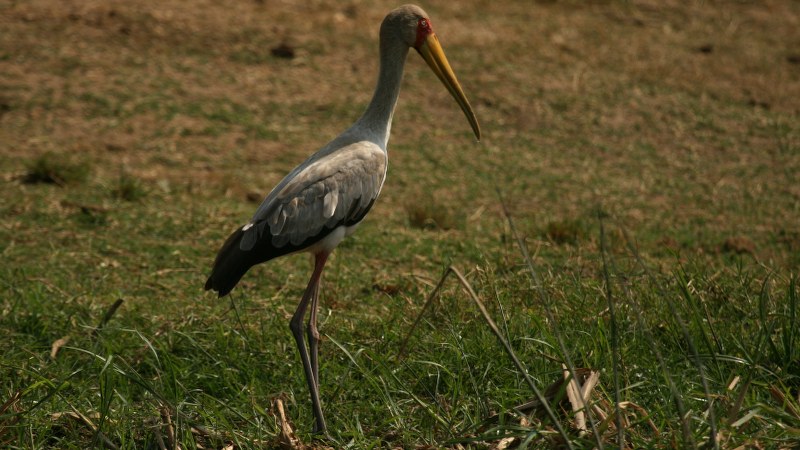 Mycteria ibis 9