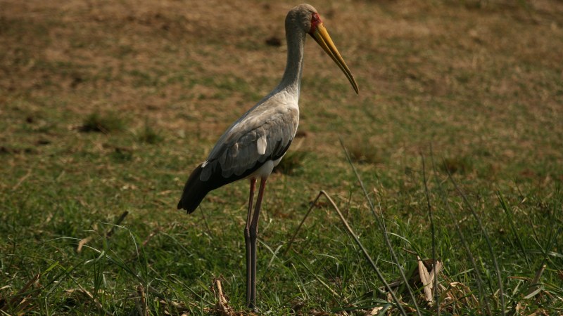 Mycteria ibis 10