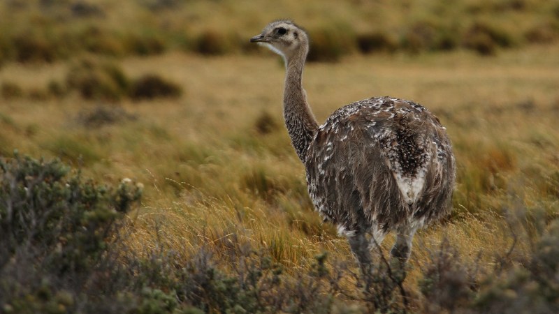 Rhea pennata13