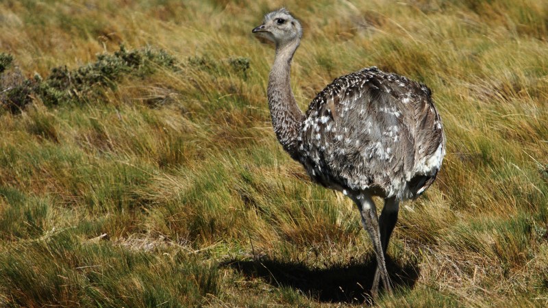 Rhea pennata33