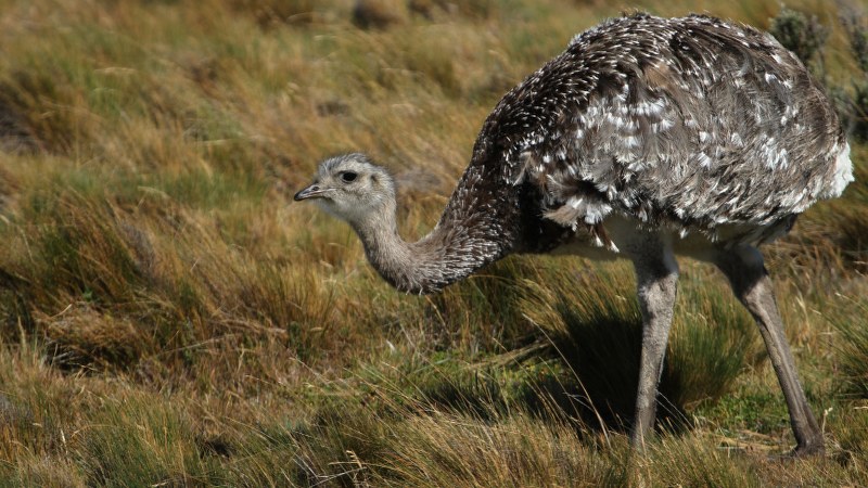 Rhea pennata36