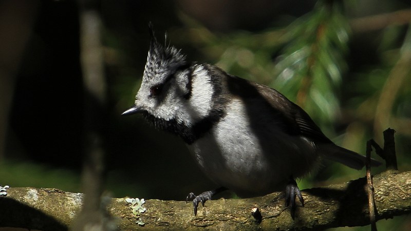 Lophophanes cristatus6