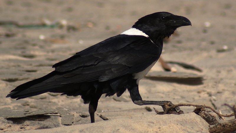 Corvus albus1