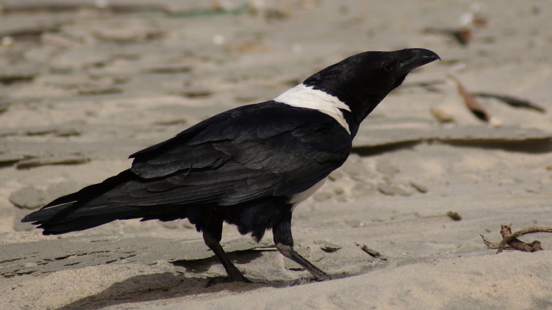 Corvus albus2