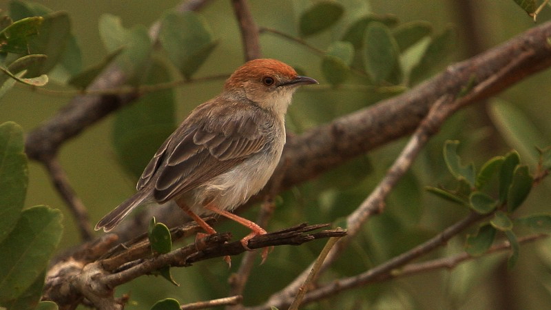 Cisticola nana5