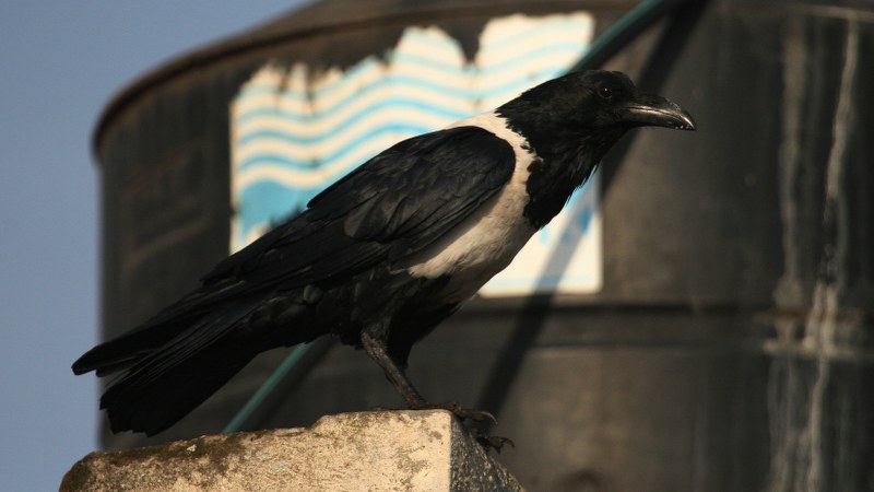 Corvus albus22