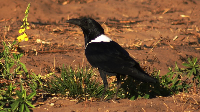 Corvus albus24