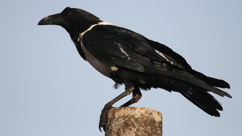 Corvus albus3