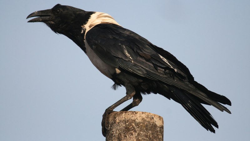 Corvus albus4