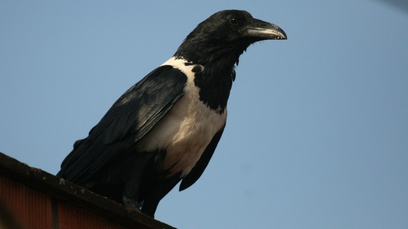 Corvus albus5