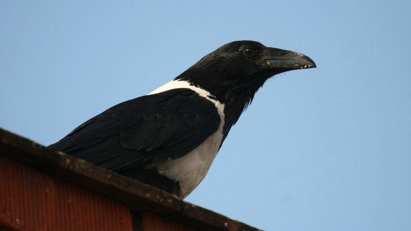 Corvus albus6