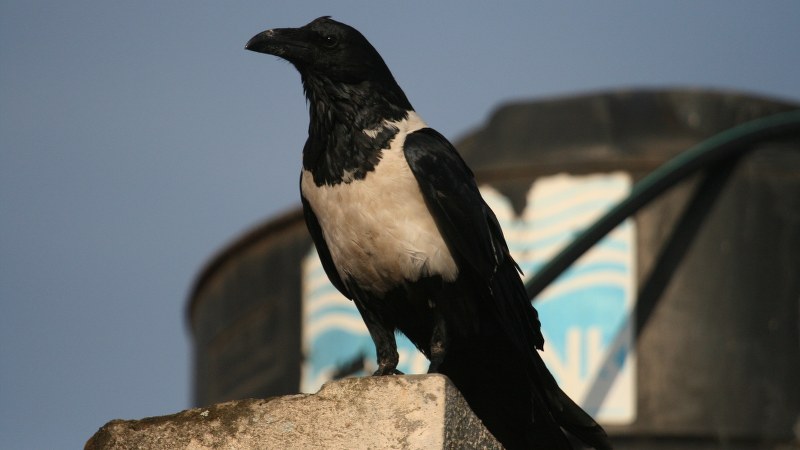 Corvus albus7