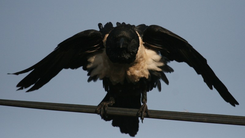 Corvus albus8