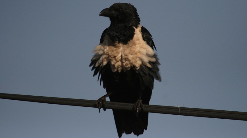 Corvus albus9