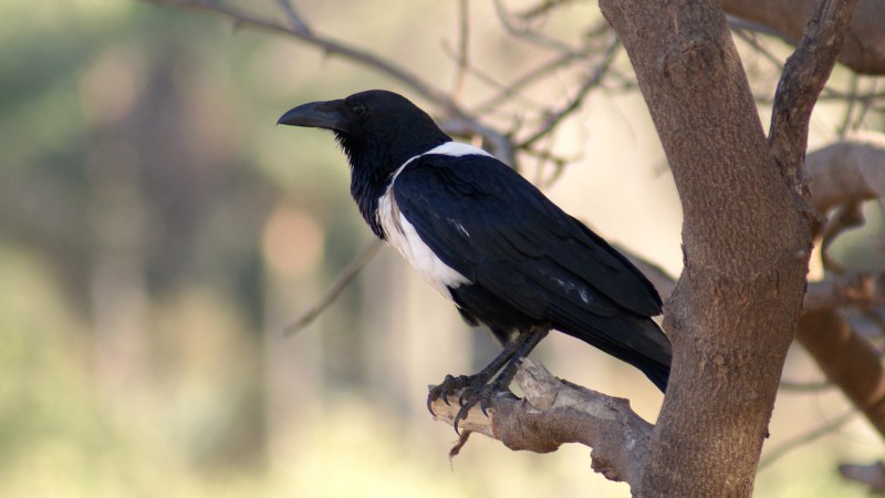 Corvus albus10