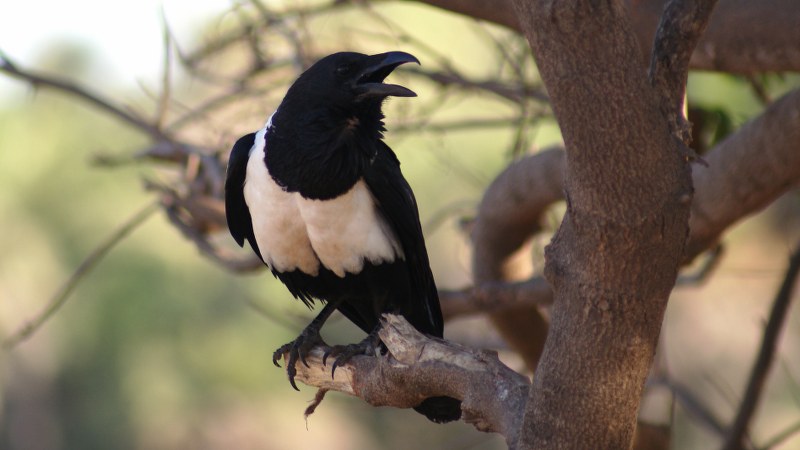 Corvus albus11