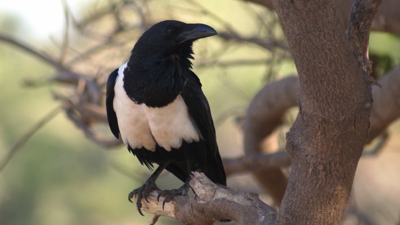 Corvus albus12