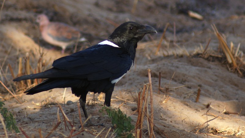 Corvus albus13