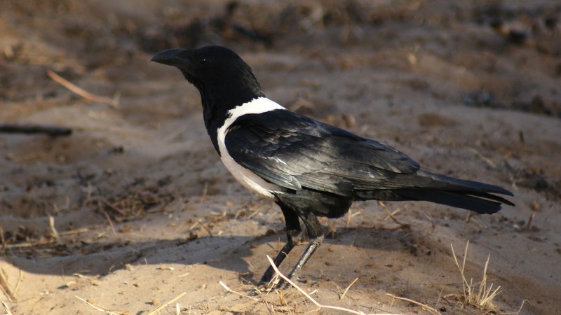 Corvus albus14