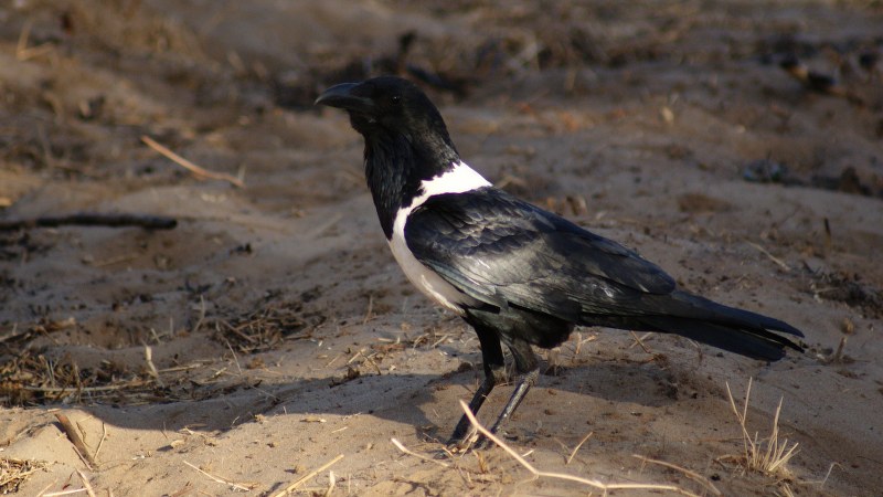 Corvus albus15