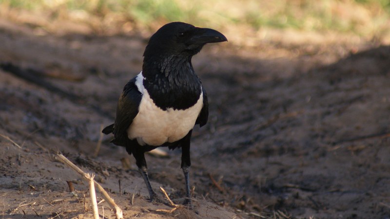 Corvus albus17