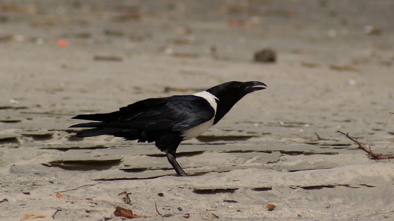 Corvus albus18