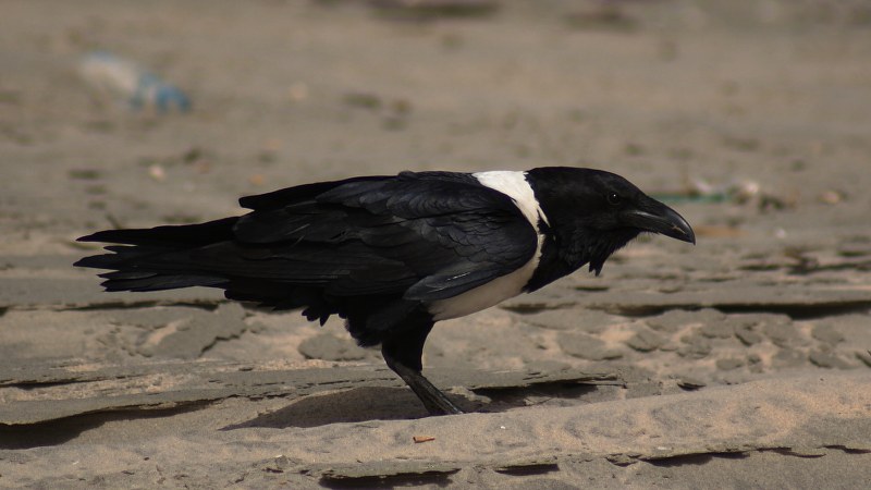 Corvus albus19