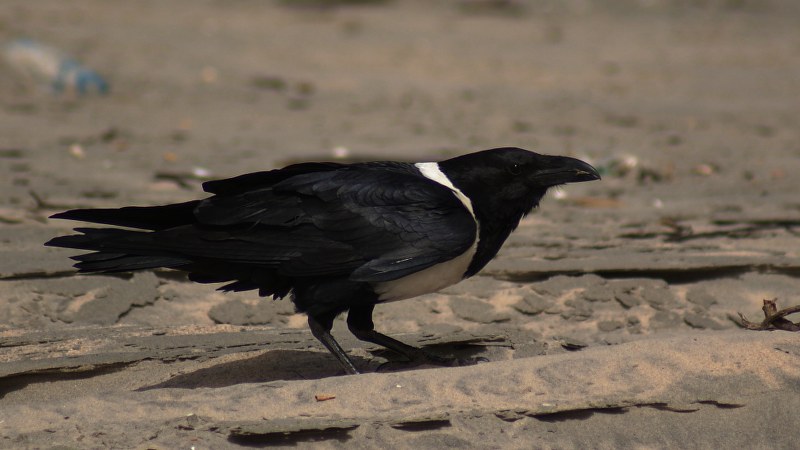 Corvus albus20