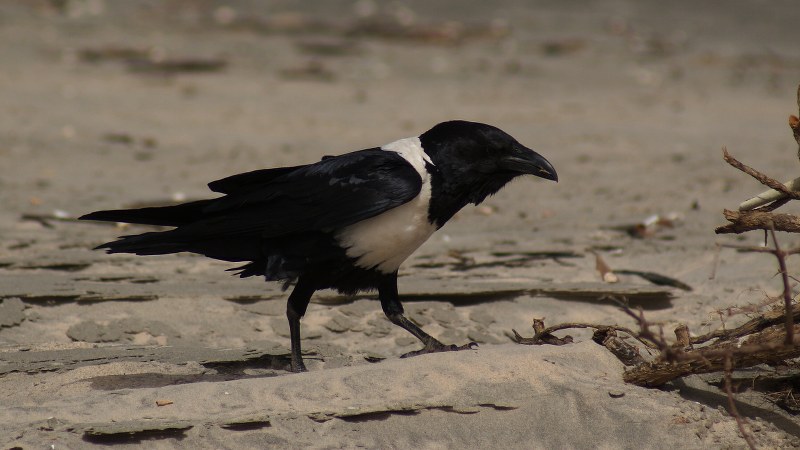 Corvus albus21