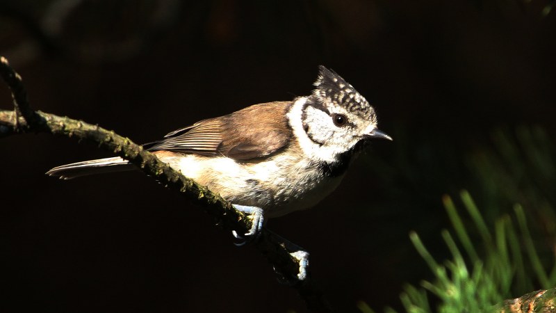 Lophophanes cristatus15