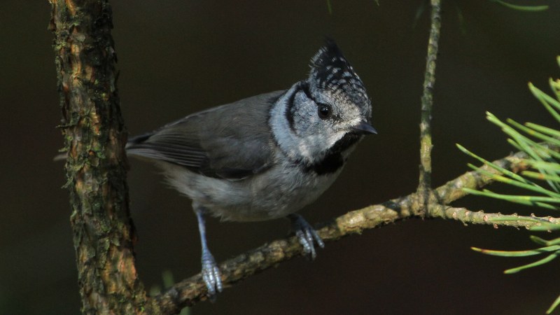 Lophophanes cristatus9