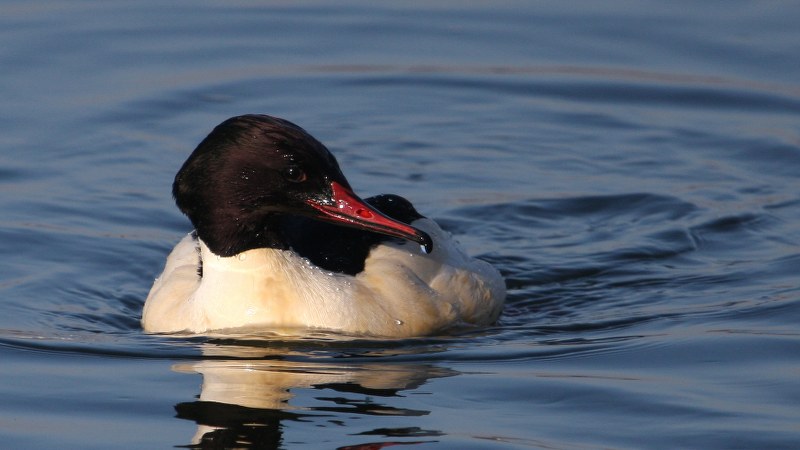 Mergus_merganser_01