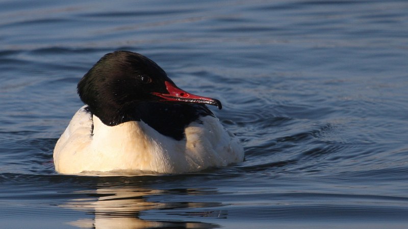 Mergus_merganser_03