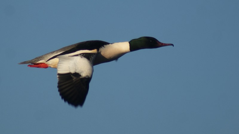 Mergus_merganser_46