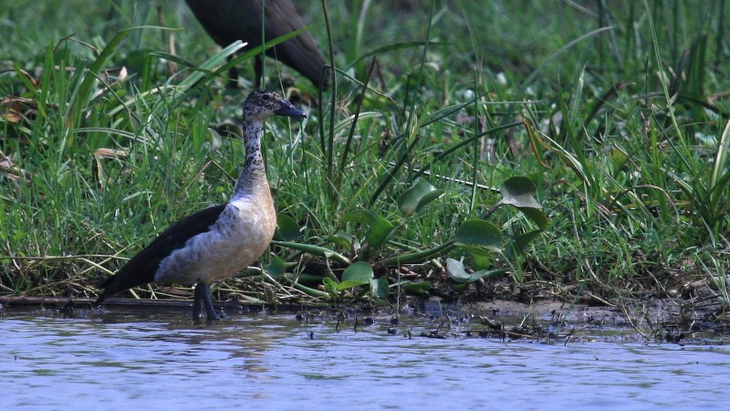 Sarkidiornis_melanotos_01