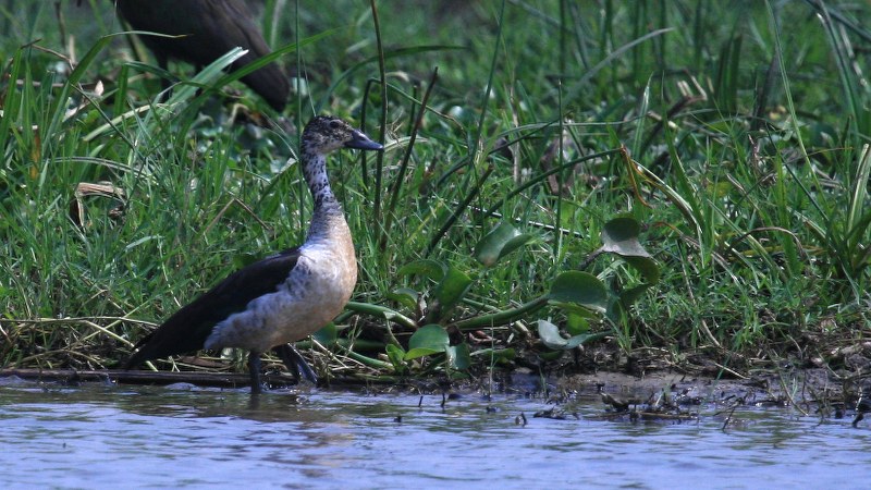 Sarkidiornis_melanotos_02