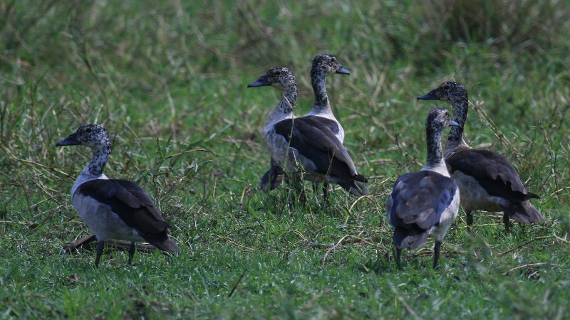 Sarkidiornis_melanotos_06