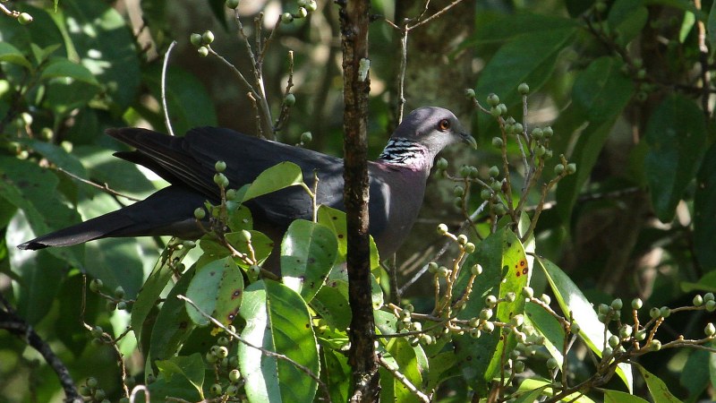 Columba_torringtoniae_03