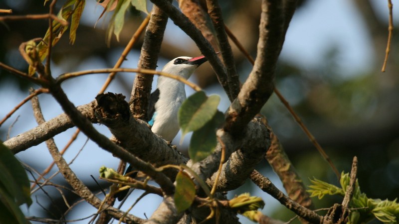 Halcyon_senegalensis_07