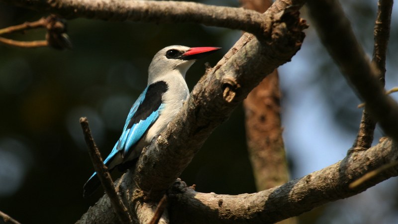 Halcyon_senegalensis_08