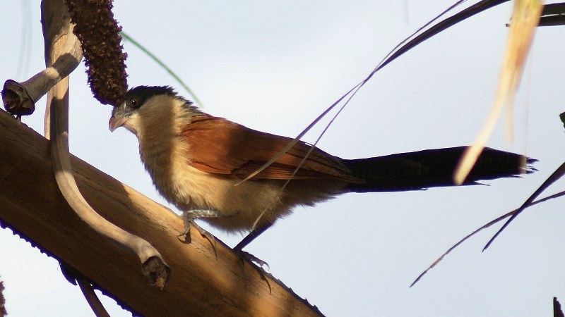 Centropus_senegalensis_02