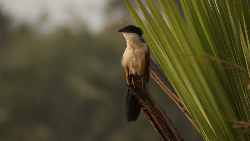 Centropus_senegalensis_04