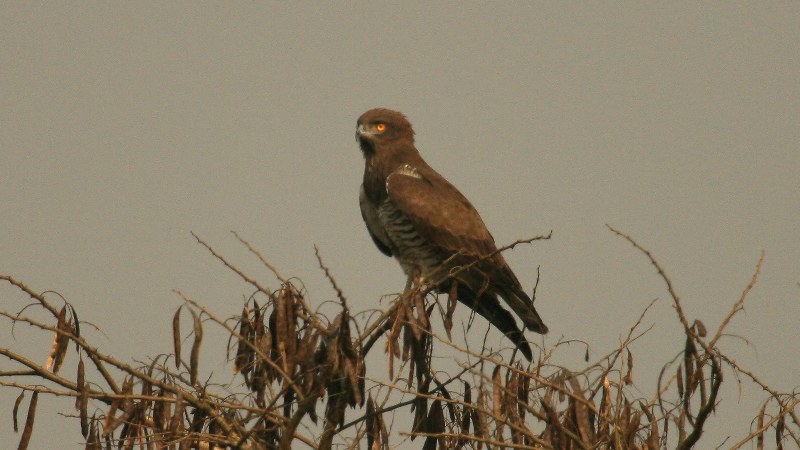 Circaetus_beaudouini_04