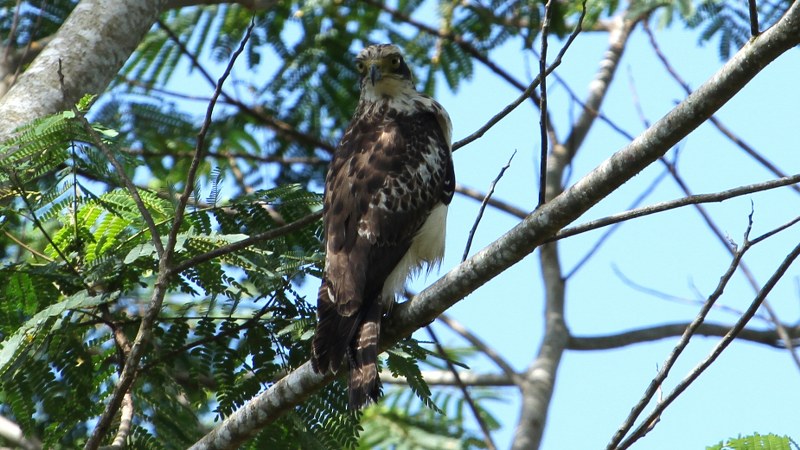 Spilornis_cheela_spilogaster_36