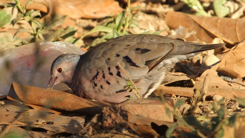 Columbina_passerina_insularis_11