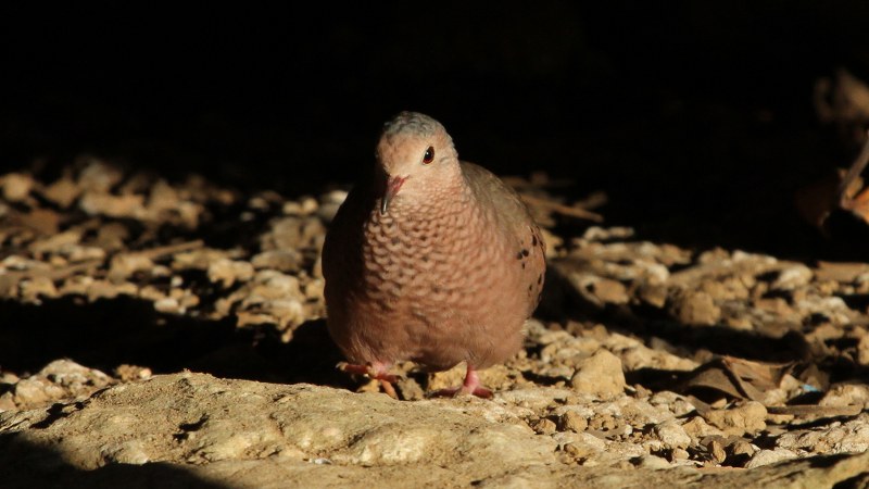 Columbina_passerina_insularis_17